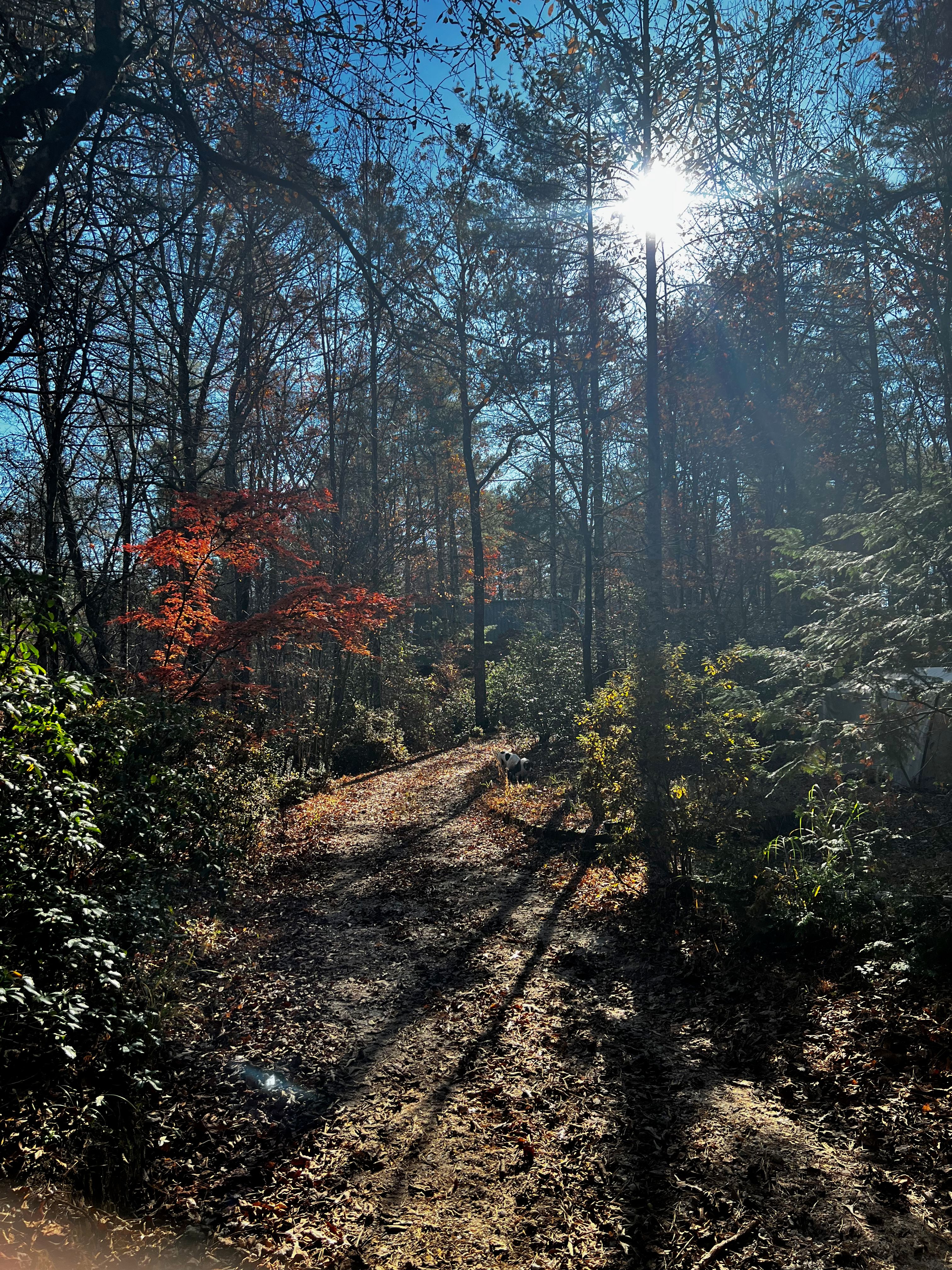 Kalmia Woods property photo