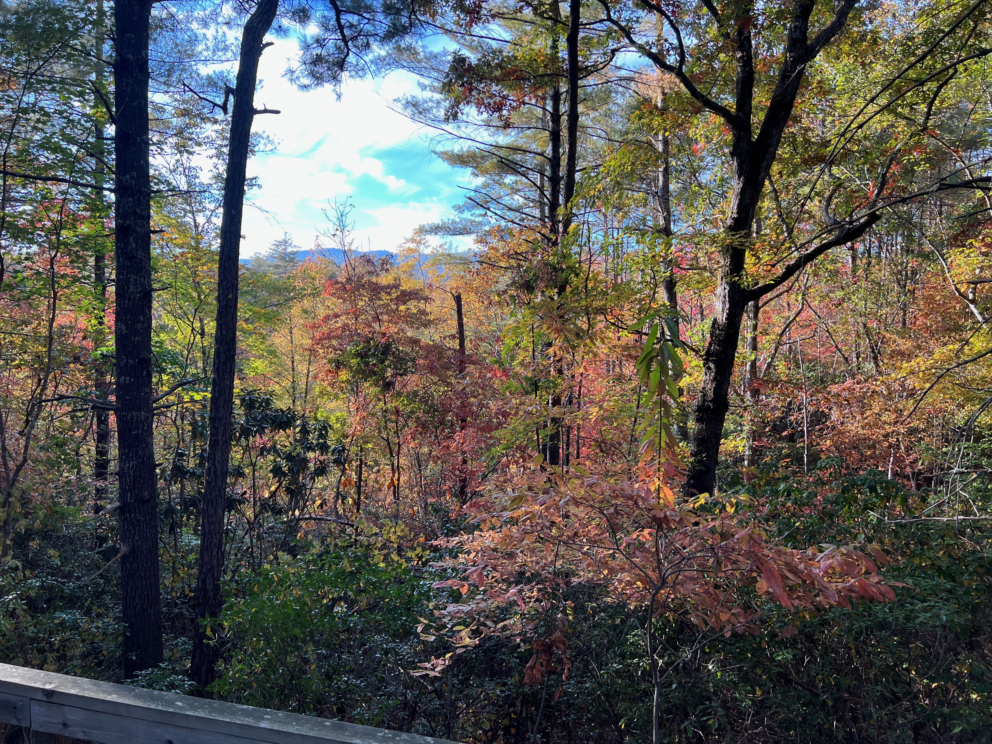 Kalmia Woods property photo